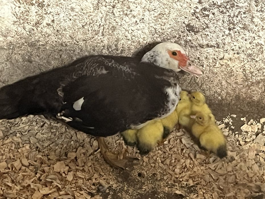 Patinhos mudos nascidos a 14-10
