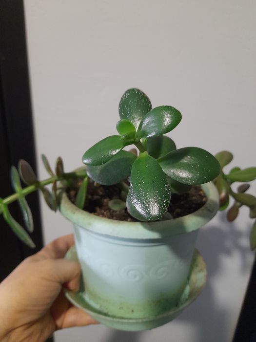Толстянка , она же Crassula, она же денежное дерево