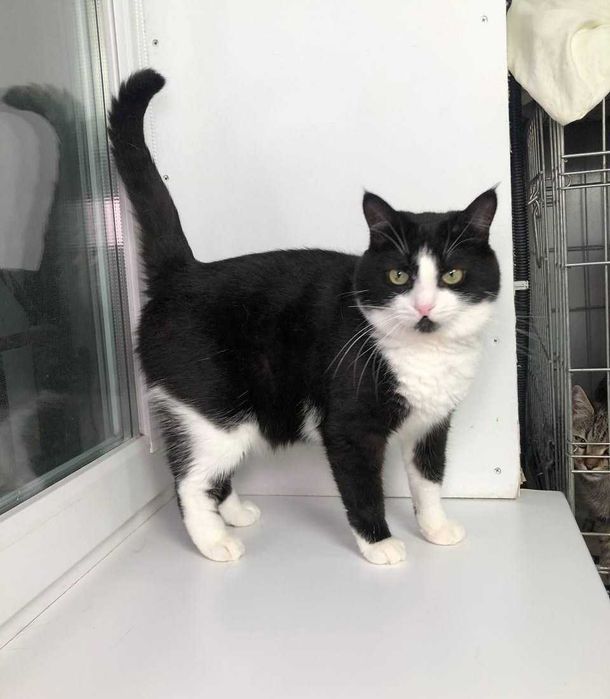 Очень красивый молодой котик с золотым характером Карат.