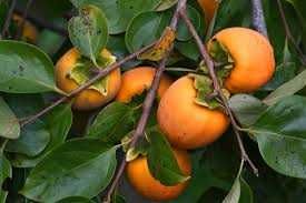 ХУРМА Інжир Лохина Годжі Ківі Фісташка Калина Абрикоса Магнолія Піони