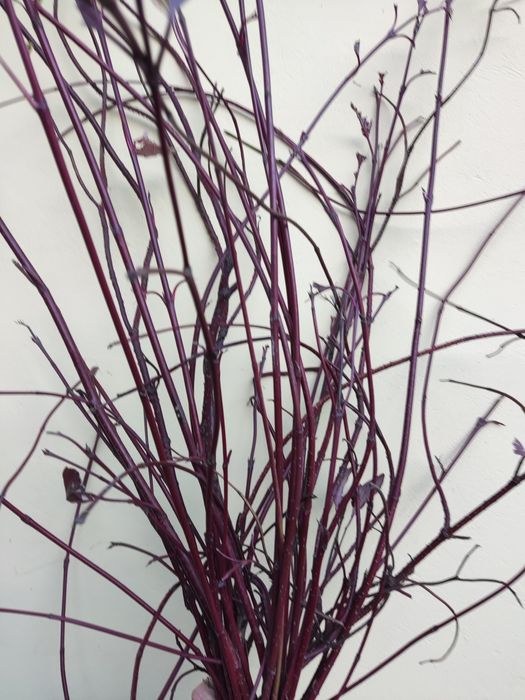 Czerwone gałązki patyczki derenia do stroików kompozycji