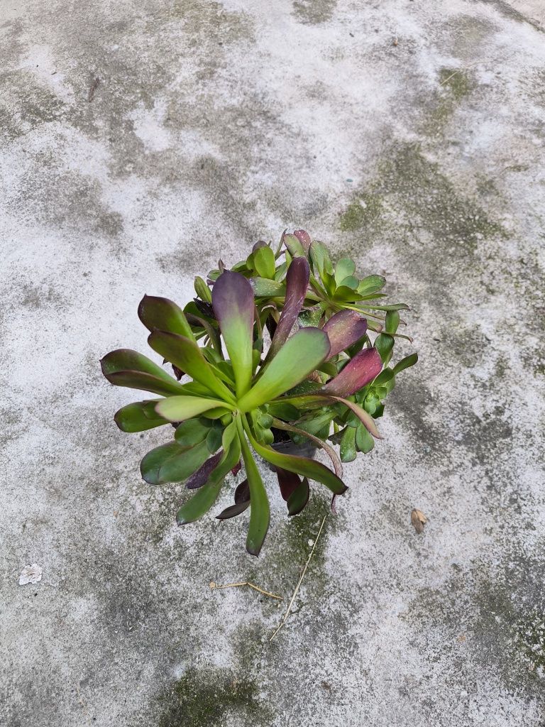 Planta suculenta