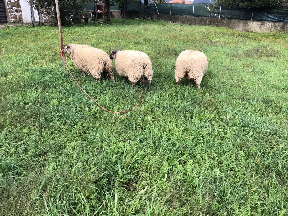 Vendo casal de ovinos  Blue de maine .