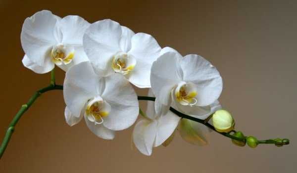 Орхидеи фаленопсис  белые и фиолетово-розовая