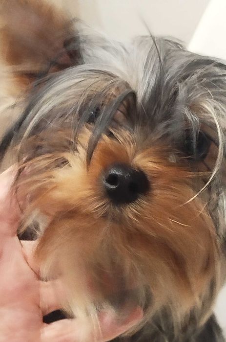 Yorkshire terrier, dziewczynka Bella, 6 miesięcy, hodowla ZKwP i FCI