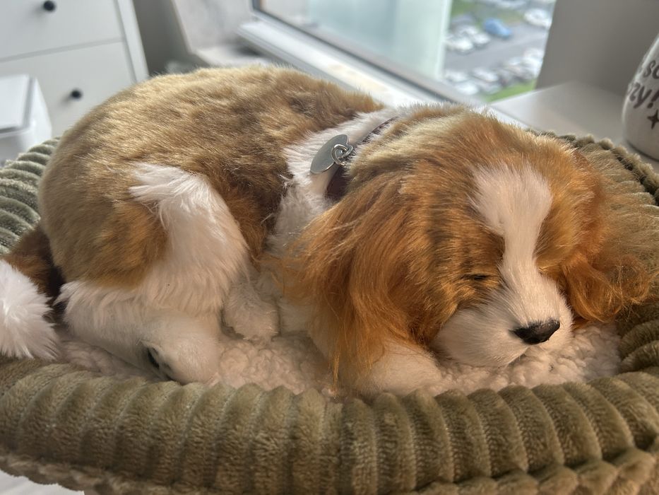 Zabawka cavalier spaniel + łóżko + szczotka nowy
