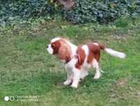 Cavalier King Charles Spaniel