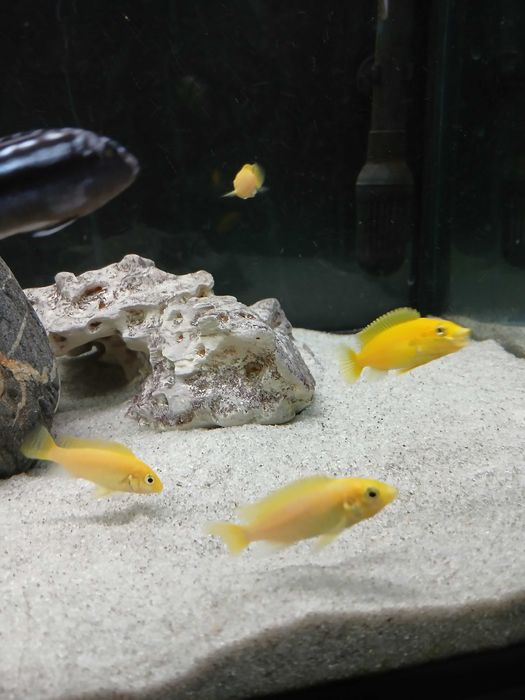 Casal juvenil Ciclideos caeruleus