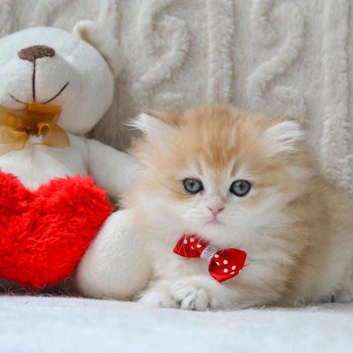 Шикарний британський красунчик