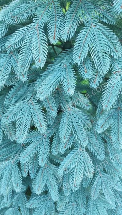 Ялинка   ёлка штучна лита швейцарська блакитна.