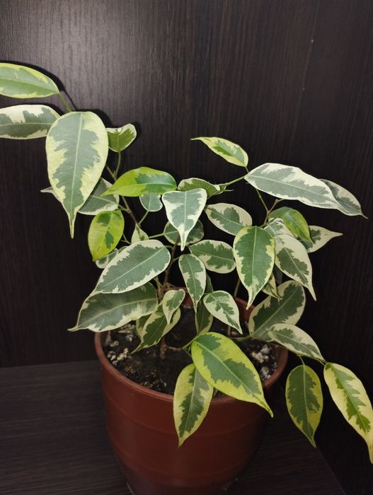 Фікус, два сорти