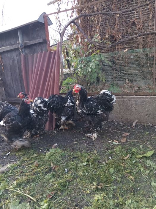 Півень конінхін мармуровий.