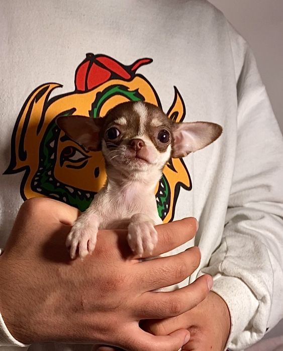 Чарівна красуня міні чихуахуа бебі фейс