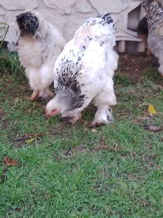 Брама світла,молодь