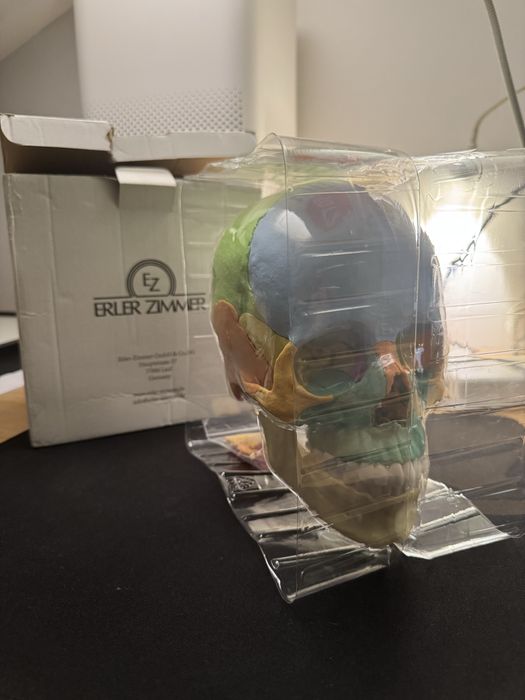 Cranio estudo anatomia erler zimmer