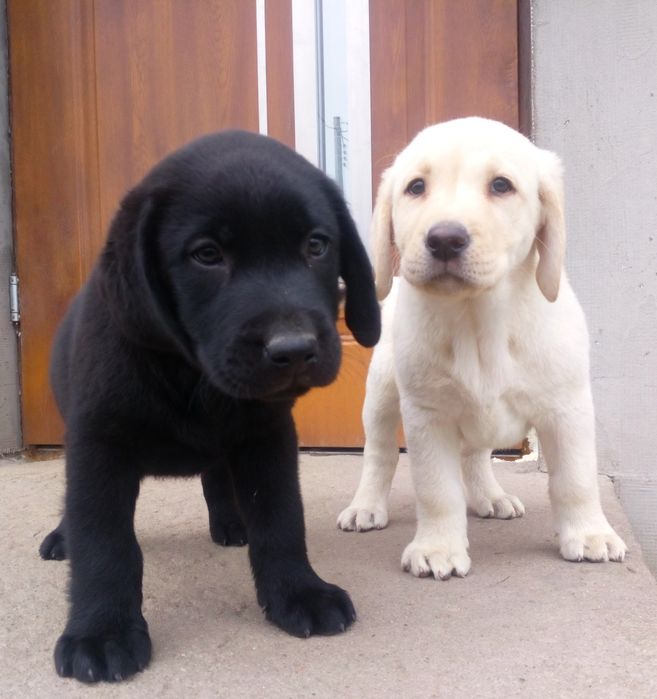 Szczeniaki labrador