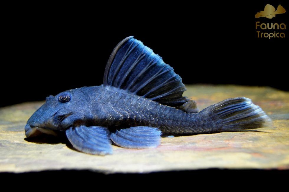 Pleco l239 blue panaque