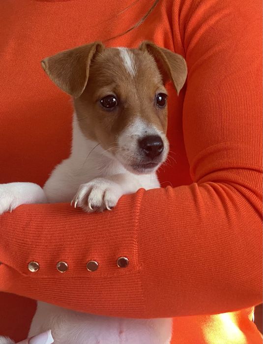 Чудові малята джек рассела