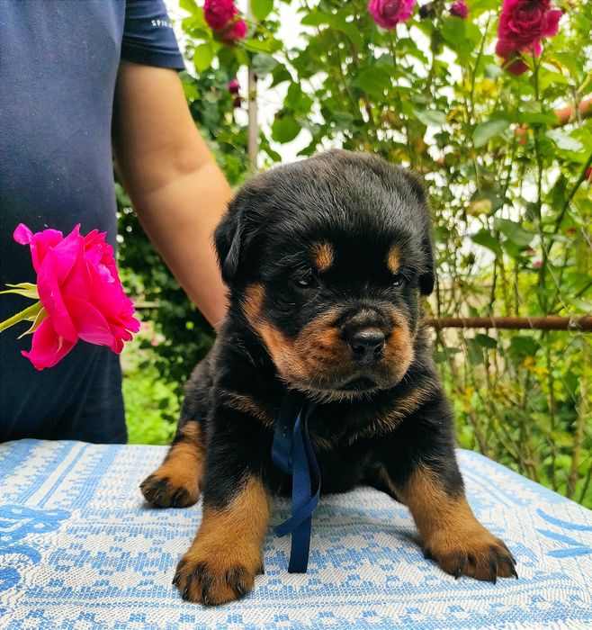 Вільні 2 хлопчики