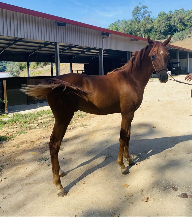 Madhi Versace - Poldro, PSA, Lazao, 16 meses 1,50 altura