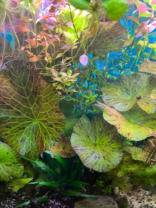 Акваріумна рослина німфея