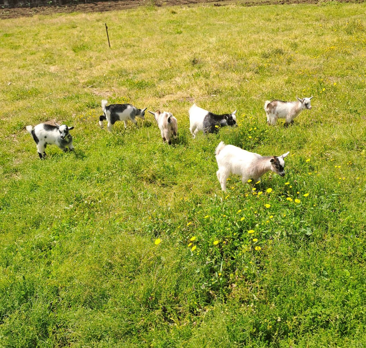 Cabras anãs para venda