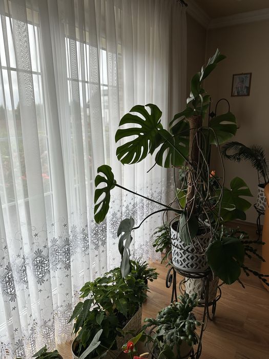 Duża piękna i zadbana Monstera deliciosa