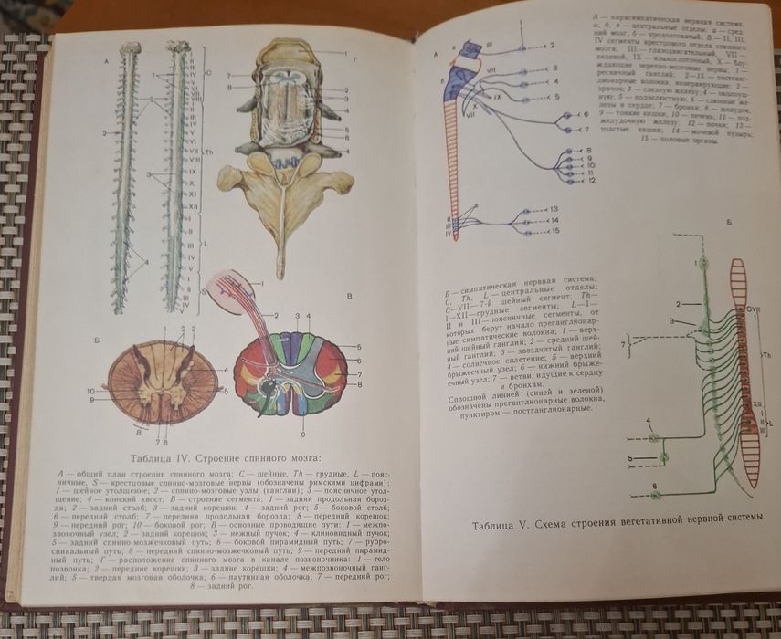 Анатомия и физиология детского организма.