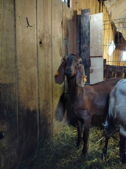 Sprzedam kozy anglonubijskie