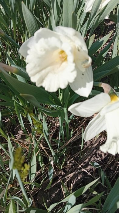 Нарциси трубчасті сортові