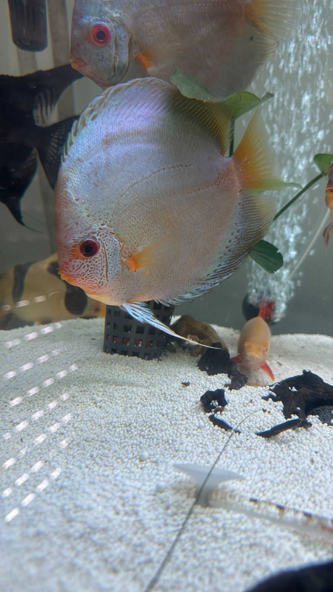 Discus Blue Scorpion 15-17cm