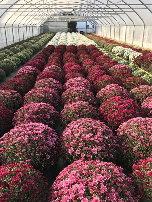 Chryzantemy chryzantemy