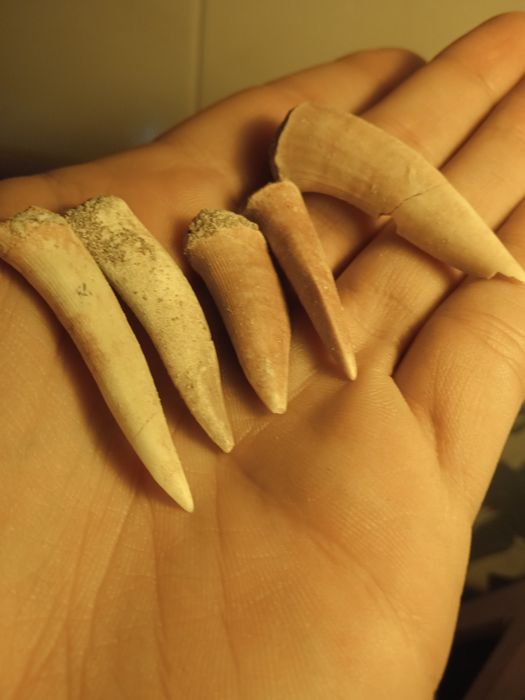 Lote 5 dentes Enchodus sp.