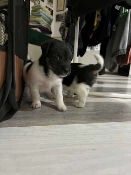 Dwa szczeniaczki szukają domku .