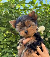 York - Yorkshire Terrier  ZkwP / FCI