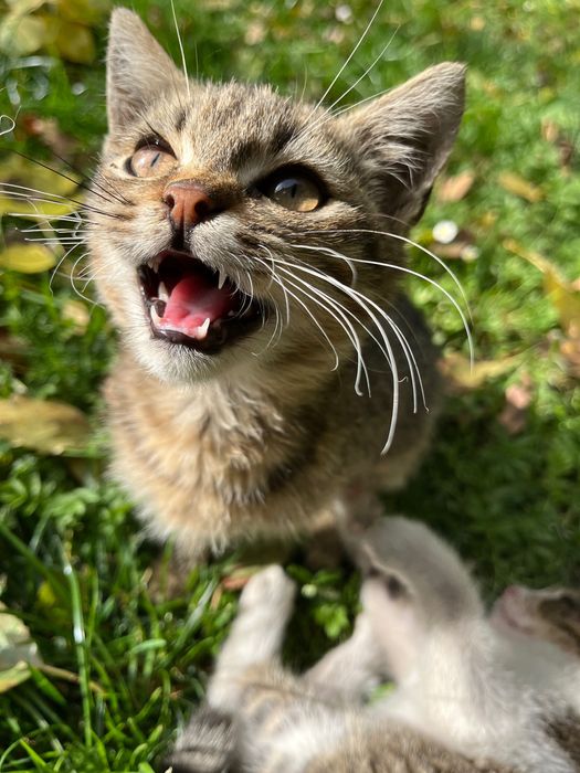 Oddam małe koty (kocury)