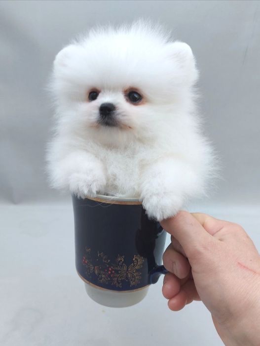 Ексклюзивний померанський хлопчик *карманного* розміру, короткий носик