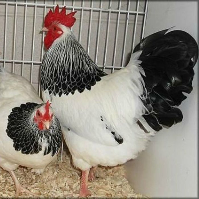 Інкубаційні яйця