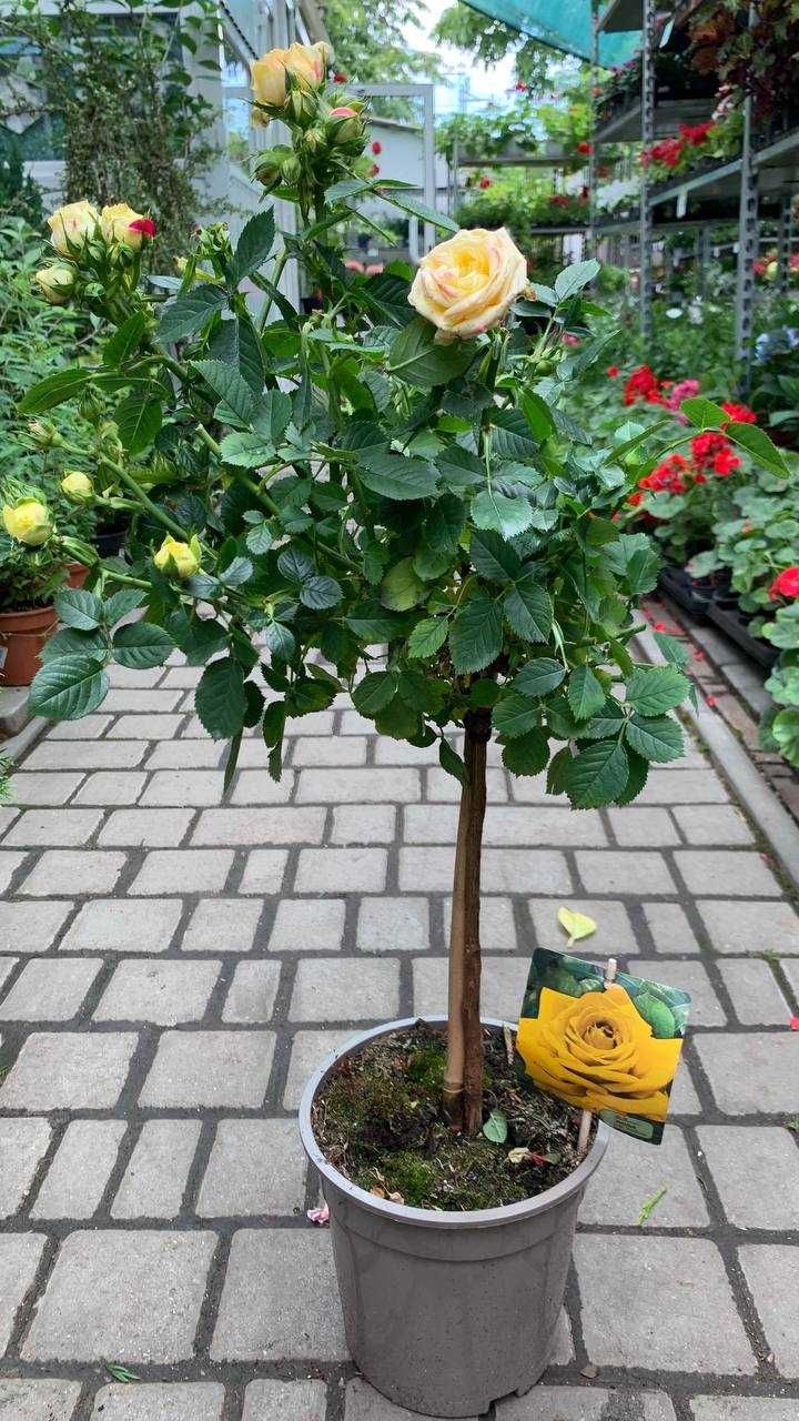 Троянда на штамбі Royal Yellow Висота 80 см.
