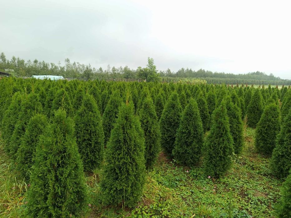 Tuje szmaragd z wlasnej plantacji !! Atrakcyjne ceny!!