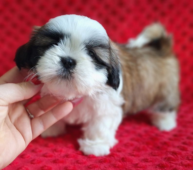 Śliczny, wesoły maluch Shih Tzu z rodowodem