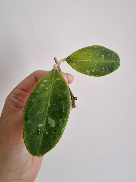 Hoya Rintzii Borneo 2 liscie wstepnie ukorzeniona