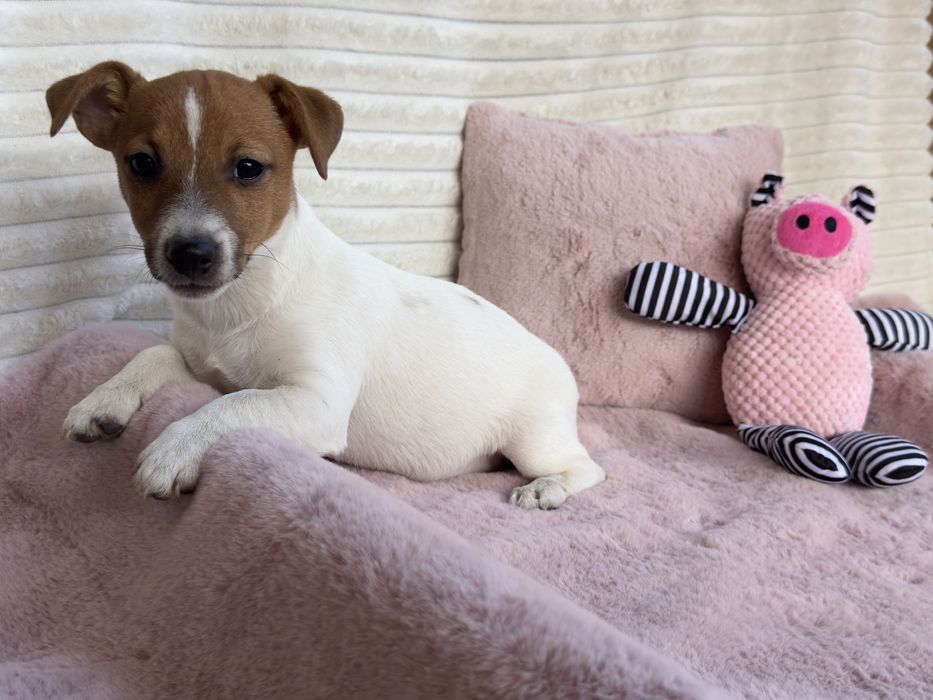Jack Russell Terrier - sunia gotowa do odbioru