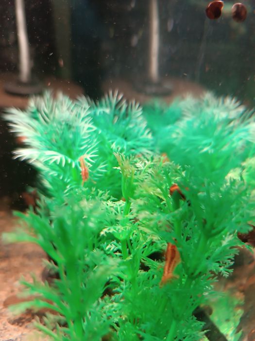 Аквариумные раки мексикансы карликовые