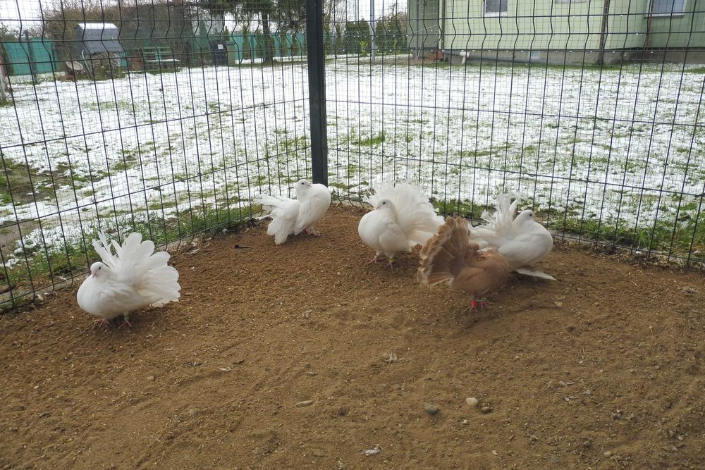 Sprzedam gołębie pawiki