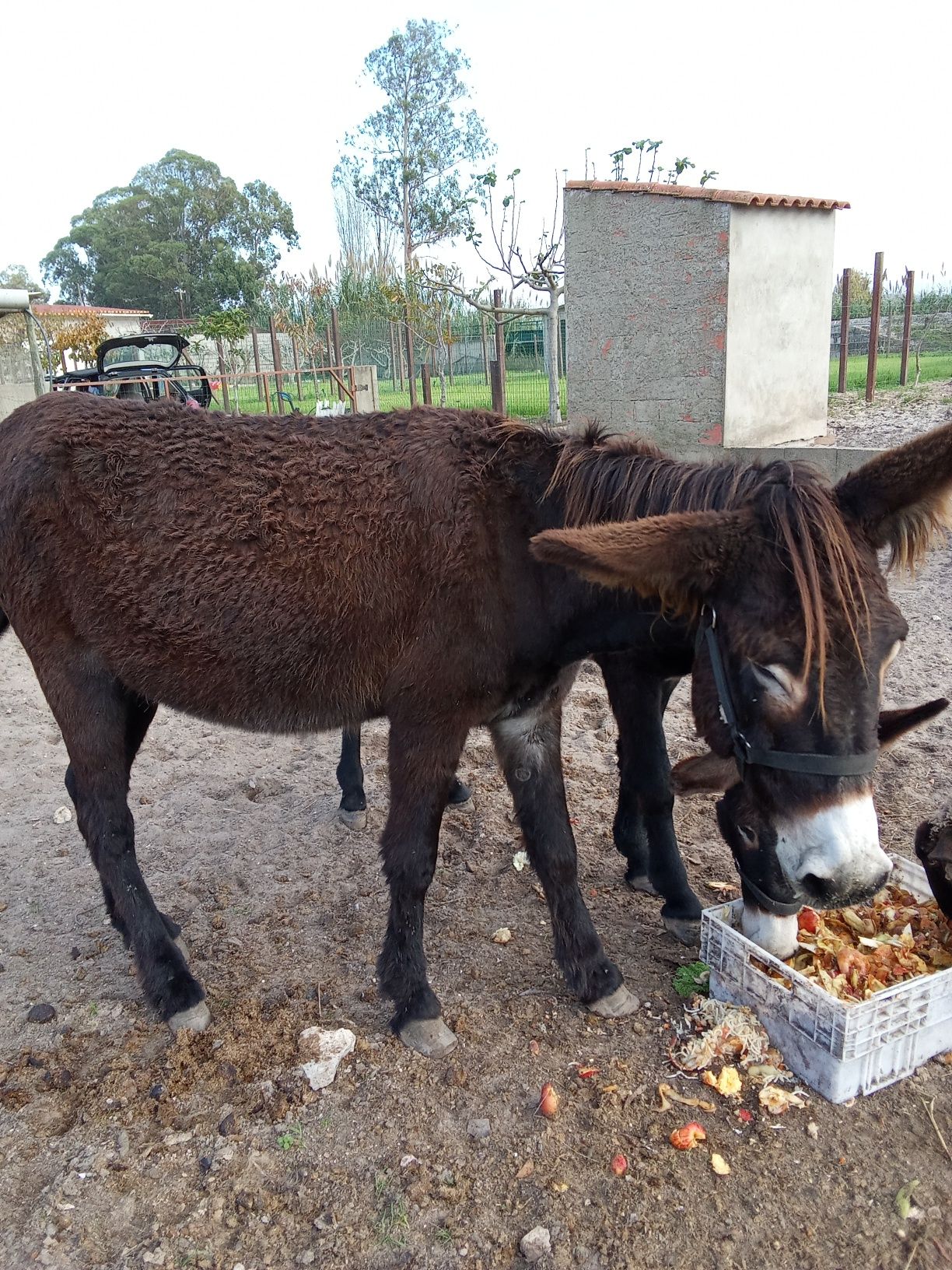 Casal de burros para venda