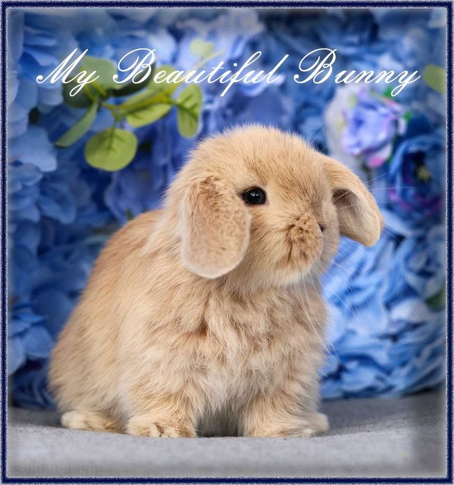 Piekny Mlody Krolik Mini Lop - Cream