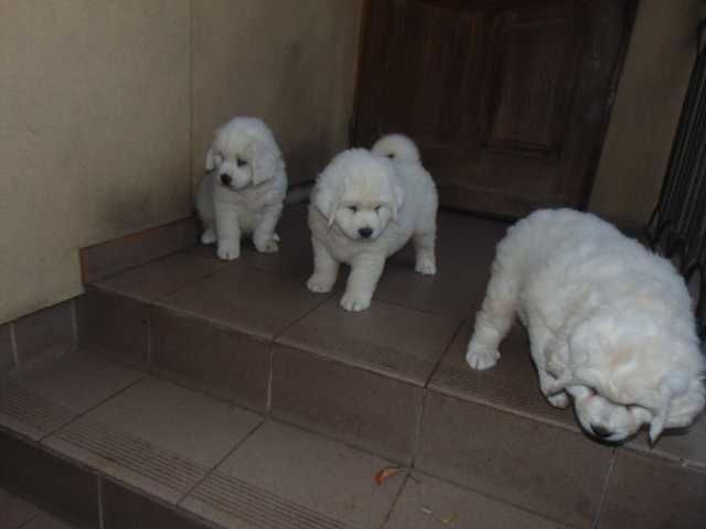 owczarek podhalański