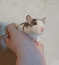 Oddam szczurka w dobre ręce
