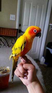 Аратінга - це невелика папужка з барвистим пір'ям